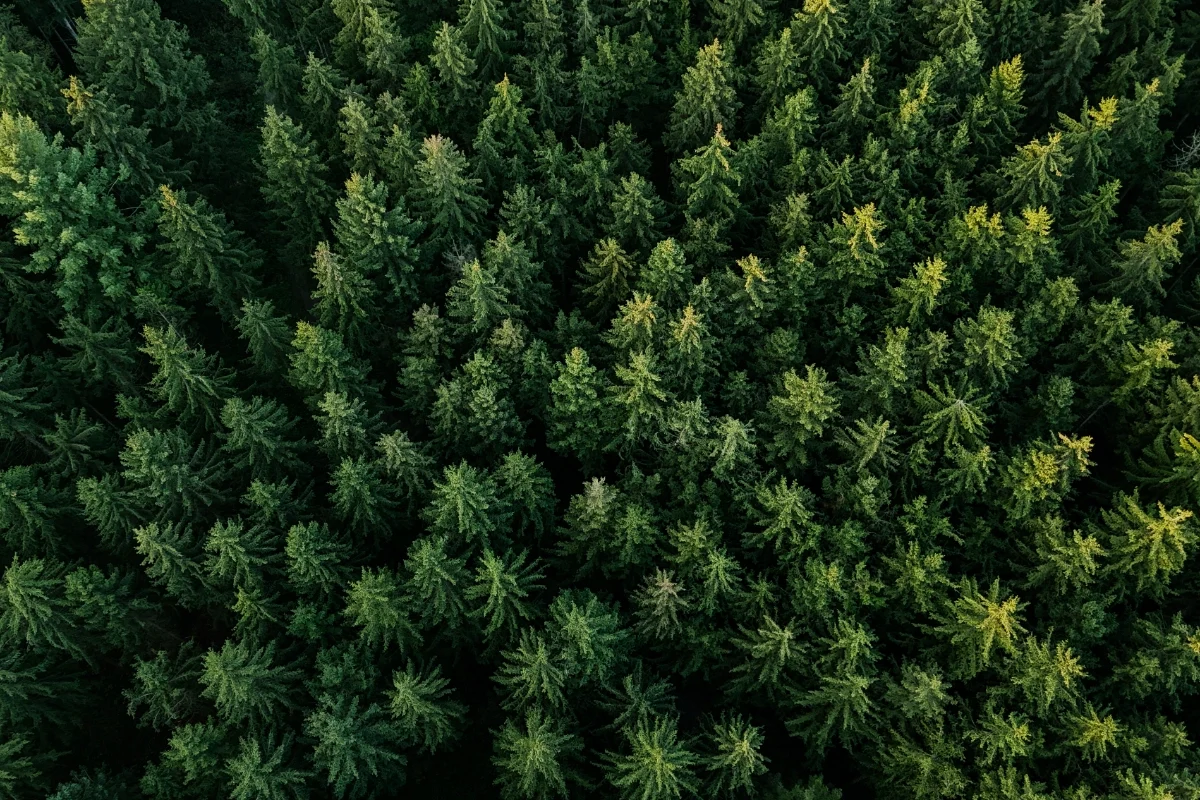 Nachhaltige Forstwirtschaft in Bayern – Zimmerei Brunner nutzt regionales Holz aus verantwortungsvoller Waldpflege